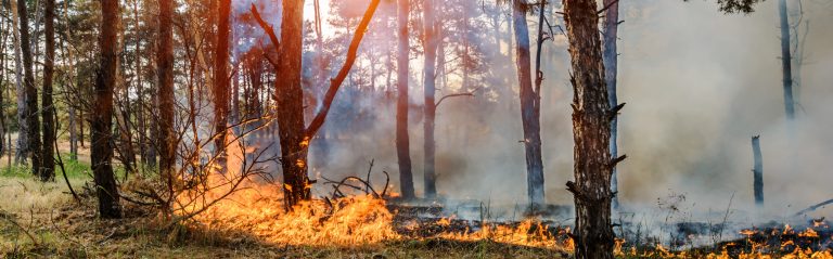 Protect From Wildfire