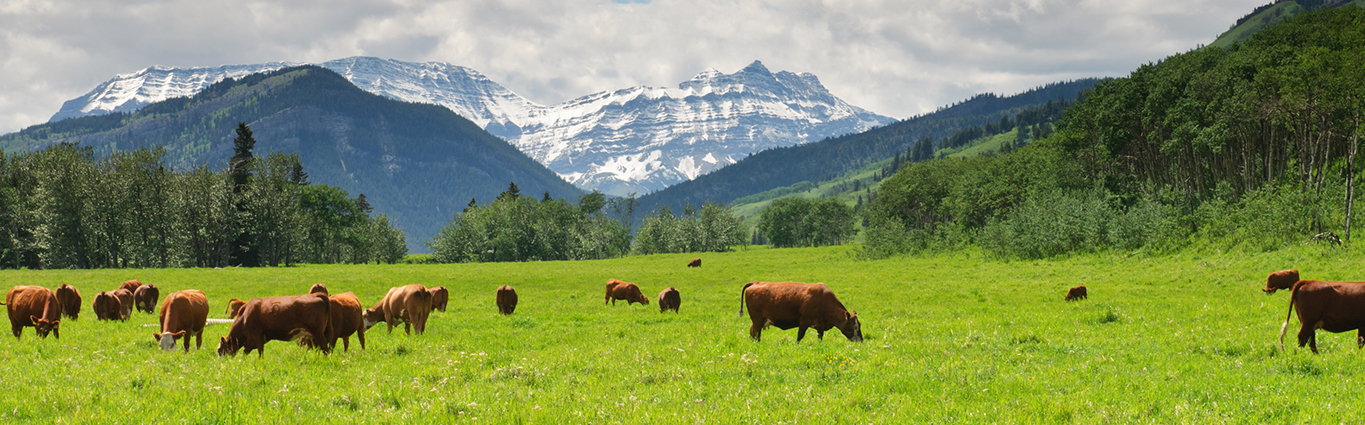 Farm Insurance Coverage for Livestock Operations in Alberta